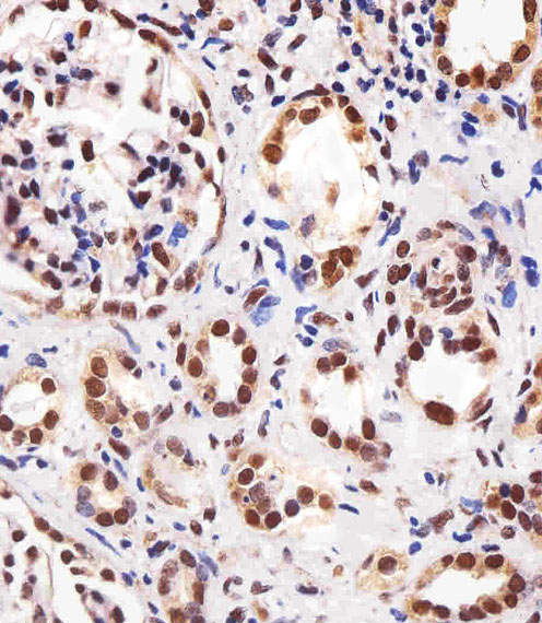 m00600 anti ppara antibody ihc p testing 4