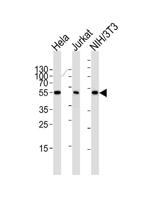m00600 anti ppara antibody wb testing 2