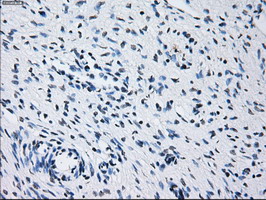 m00601 1 anti prolactin prl mouse monoclonal antibody clone id oti6b1 ihc testing 2