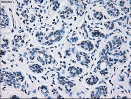 m00601 1 anti prolactin prl mouse monoclonal antibody clone id oti6b1 ihc testing 4