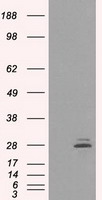 m00601 1 anti prolactin prl mouse monoclonal antibody clone id oti6b1 wb testing 1