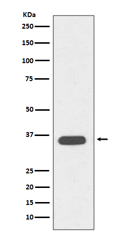 m00602 1 wb