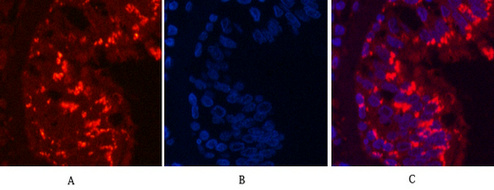m00602 2 cd68 primary antibodies if testing 1