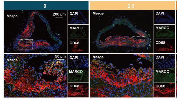 m00602 2 cd68 primary antibodies if testing 4