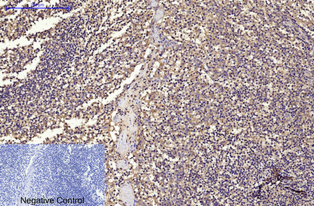 m00602 2 cd68 primary antibodies ihc testing 2