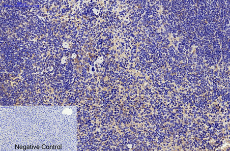 m00602 2 cd68 primary antibodies ihc testing 3