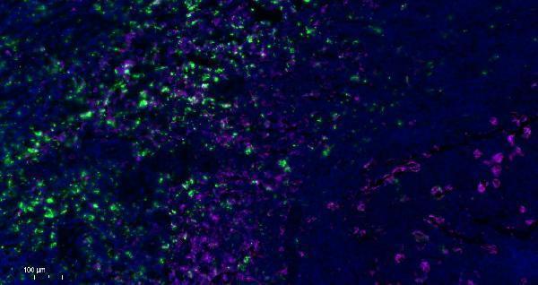 m00602 4 cd68 primary antibodies if testing 1