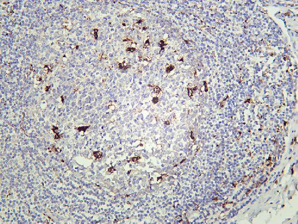 m00602 4 cd68 primary antibodies ihc testing 2