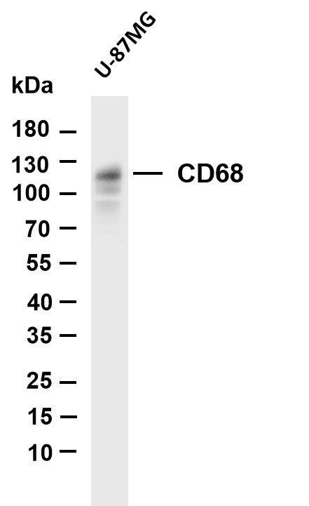 m00602 4 cd68 primary antibodies wb testing 1