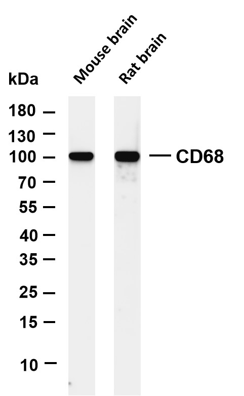 m00602 5 cd68 primary antibodies wb testing 1