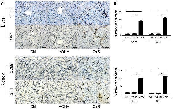 m00602 fphar 09 00618 g002