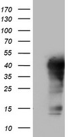 m00603 1 anti tet1 mouse monoclonal antibody clone id oti8c3 wb testing 1