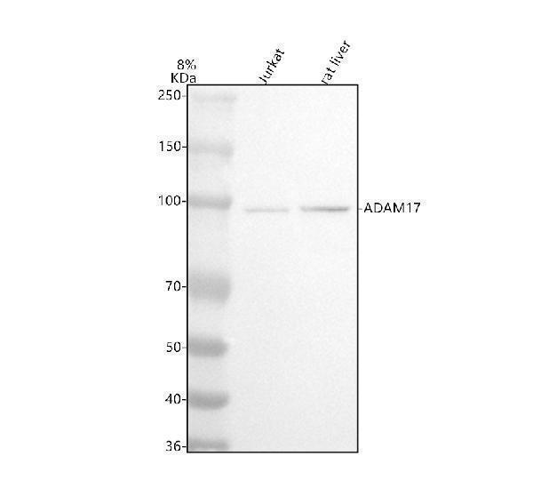  Western blot analysis of ADAM17 using anti-ADAM17 antibody (M00604)