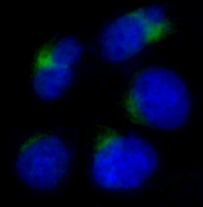 Immunofluorescent analysis of Hela cells, using ADAM17 Antibody