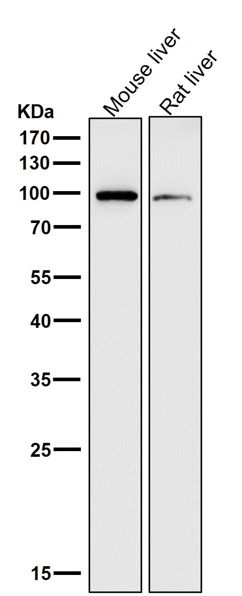All lanes use the Antibody at 1:1K dilution for 1 hour at room temperature