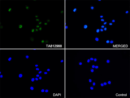 m00605 2 anti lef1 mouse monoclonal antibody clone id oti10a7 if testing 6