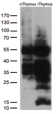 Western blot analysis of extracts (35ug) from 2 different tissues by using anti-LEF1 monoclonal antibody (1:500)