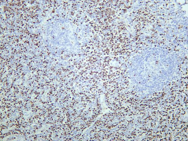 Human tonsil was stained with anti-LEF1 rabbit antibody