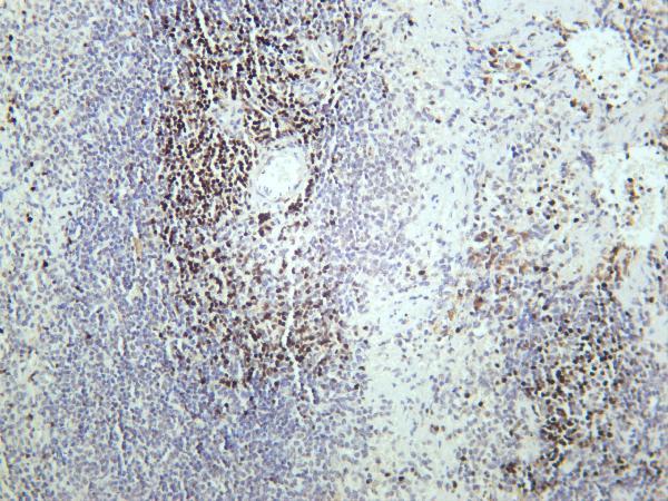 Mouse spleen was stained with anti-LEF1 rabbit antibody