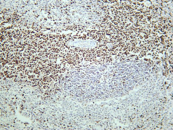 Rat spleen was stained with anti-LEF1 rabbit antibody