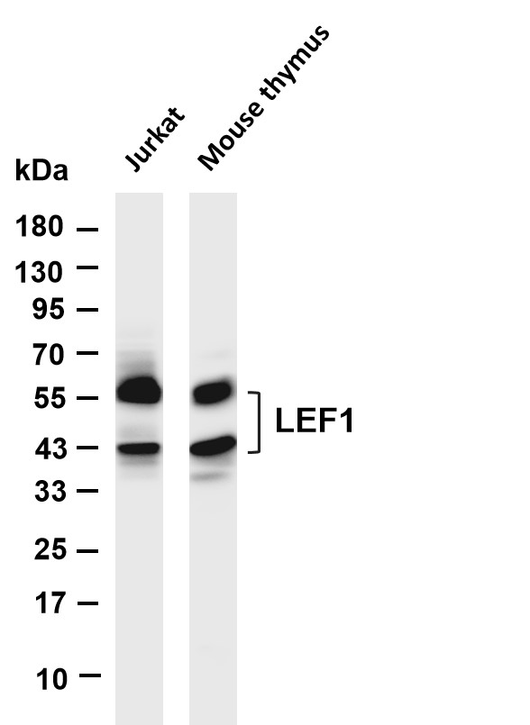 m00605 3 lef1 primary antibodies wb testing 1