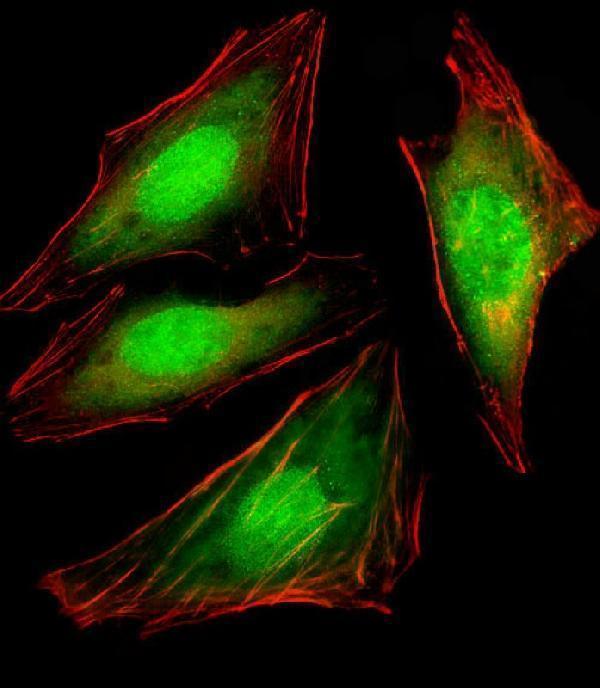 Immunofluorescent analysis of 4% paraformaldehyde-fixed, 0