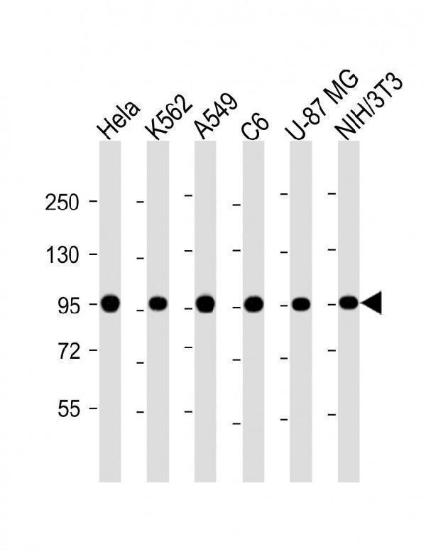 All lanes : Anti-VCP Antibody at 1:4000 dilutionLane 1: Hela whole cell lysateLane 2: K562 whole cell lysateLane 3: A549 whole cell lysateLane 4: C6 whole cell lysateLane 5: U-87 MG whole cell lysateLane 6: NIH/3T3 whole cell lysateLysates/proteins at 20 µg per lane