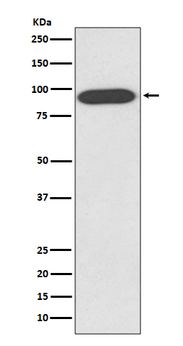 Western blot analysis of VCP expression in HeLa cell lysate