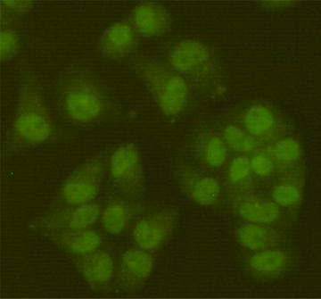 m00611 2 sirt6 primary antibodies if testing 3