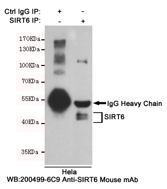 m00611 2 sirt6 primary antibodies ip testing 1