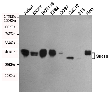 m00611 2 sirt6 primary antibodies wb testing 2