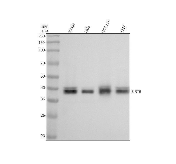 m00611 sirt6 primary antibodies wb testing 1