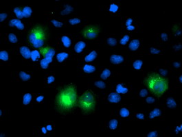 Anti-PTPN1 mouse monoclonal antibody (M00613-1) immunofluorescent staining of COS7 cells transiently transfected by pCMV6-ENTRY PTPN1