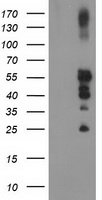 m00613 1 anti ptp1b ptpn1 mouse monoclonal antibody clone id oti1d10 wb testing 1