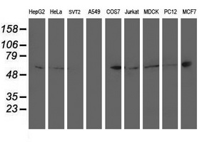 m00613 1 anti ptp1b ptpn1 mouse monoclonal antibody clone id oti1d10 wb testing 2