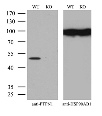 m00613 1 anti ptp1b ptpn1 mouse monoclonal antibody clone id oti1d10 wb testing 3