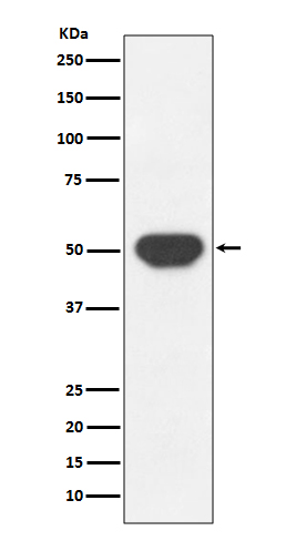 m00613 wb