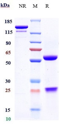 m00617 3 sds page
