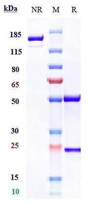 Anti-CCL5/RANTES Reference Antibody (VLST-002) on SDS-PAGE under reducing (R) condition