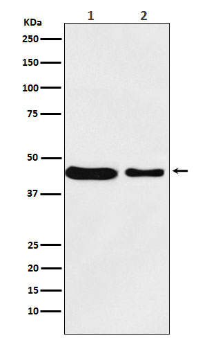 Western blot analysis of MC4 Receptor expression in (1) MCF7 cell lysate; (2) RAW264