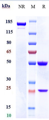 Anti-CSF1/M-CSF Reference Antibody (lacnotuzumab) on SDS-PAGE under reducing (R) condition