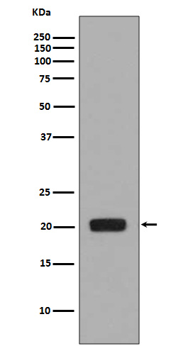 Western blot analysis of MCSF expression in MCSF recombinant protein