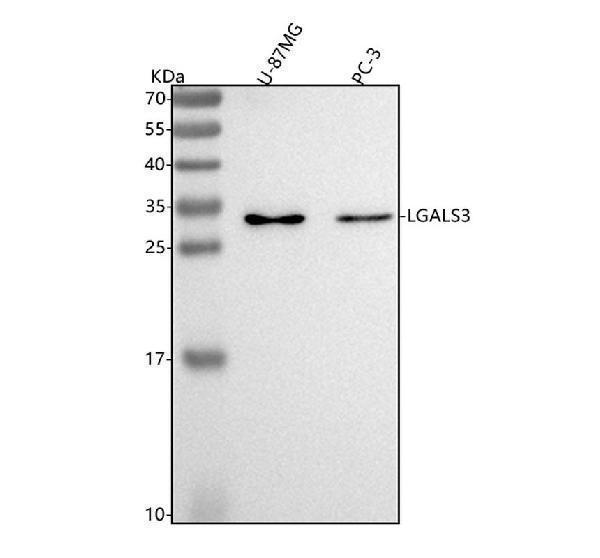 m00621 lgals3 primary antibodies wb testing 1