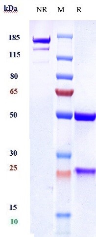 Anti-VEGFC Reference Antibody (VGX100) on SDS-PAGE under reducing (R) condition