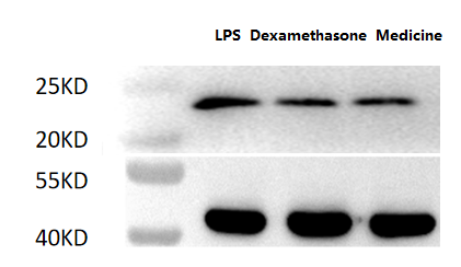 m00623 anti vegfc antibody wb testing 3