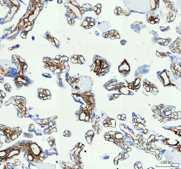 m00624 col1a1 primary antibodies ihc testing 5