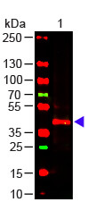 m00625 trpc6 primary antibodies wb testing 4
