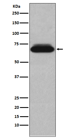 Western blot analysis of NUR77 expression in HepG2 cell lysate
