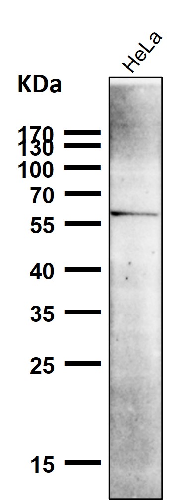 All lanes use the Antibody at 1:6K dilution for 1 hour at room temperature