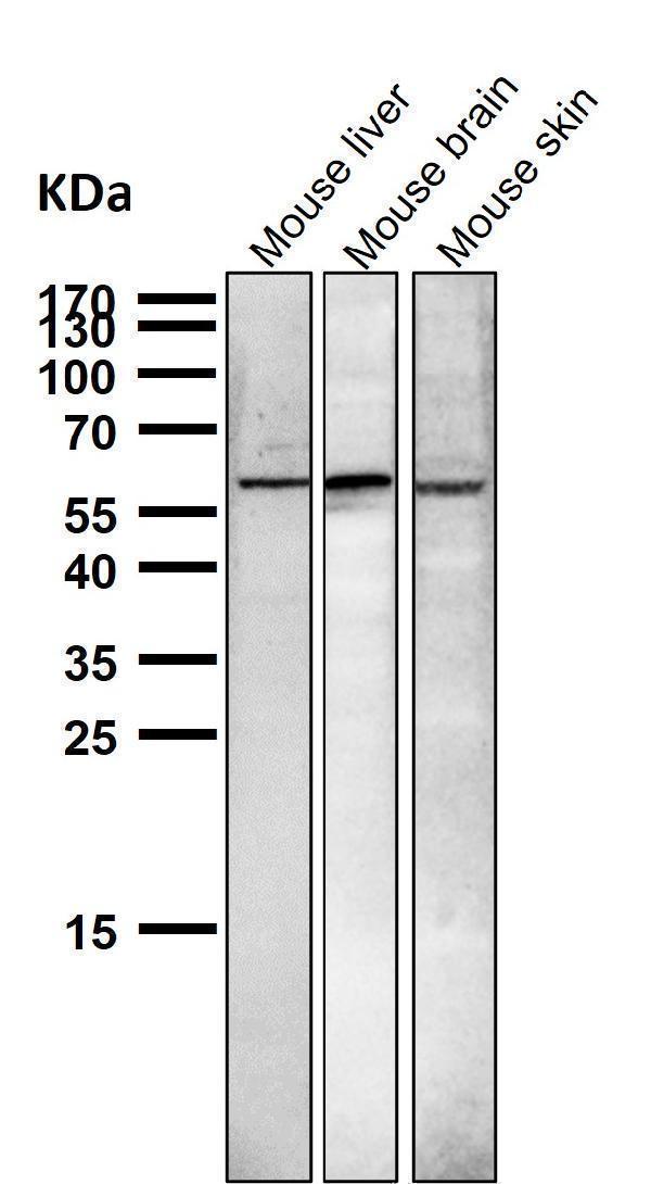 m00626 wb9